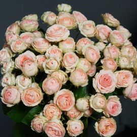 Роза кустовая динара (38 фото)