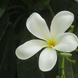 Ясмин цветок (39 фото)