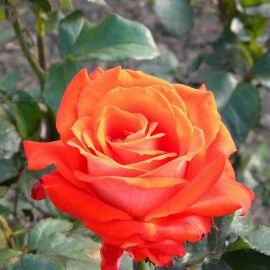Роза верано (40 фото)