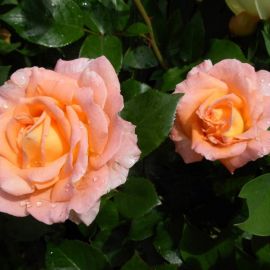 Роза розмари харкнесс (27 фото)
