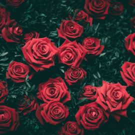 Темно красные розы (36 фото)