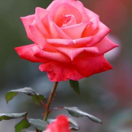Роза романс (39 фото)