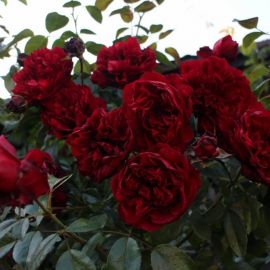 Роза нахеглут (35 фото)