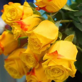 Желтые розы (40 фото)