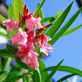Олеандр цветок (32 фото)