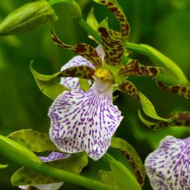 Зигопеталум орхидея (39 фото)