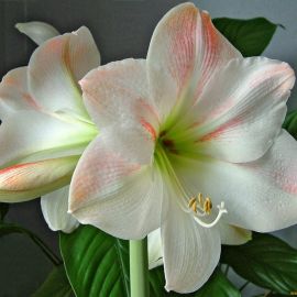 Амарис цветок (37 фото)