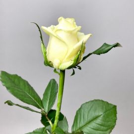 Роза магади (40 фото)