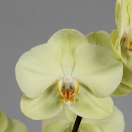 Орхидея феррара (38 фото)