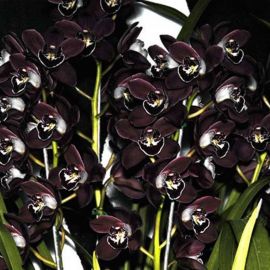 Черная орхидея (43 фото)
