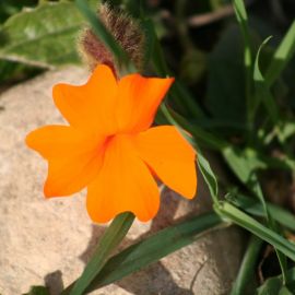 Зорька цветок (39 фото)