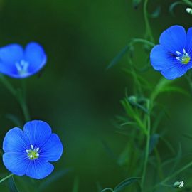 Маленькие синие цветы (38 фото)