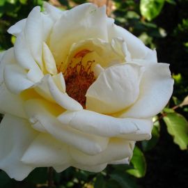 Роза тенека (40 фото)