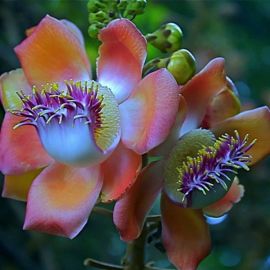 Странные цветы (42 фото)
