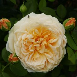Роза тизинг джорджия (36 фото)