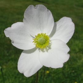 Белые полевые цветы (37 фото)
