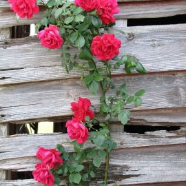 Красные плетистые розы (36 фото)