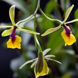 Эпидендрум орхидея (40 фото)
