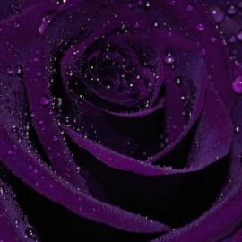 Пурпурные цветы (35 фото)