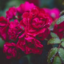 Малиновые розы (41 фото)