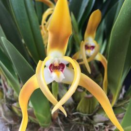 Бразильская орхидея (34 фото)