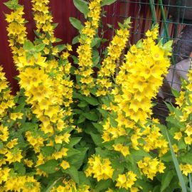 Желтые многолетние цветы (37 фото)