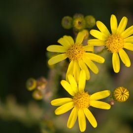 Маленькие желтые цветочки (35 фото)