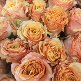 Роза эрмоса (42 фото)