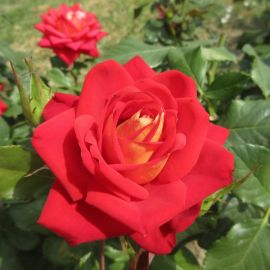 Роза рамукан (40 фото)