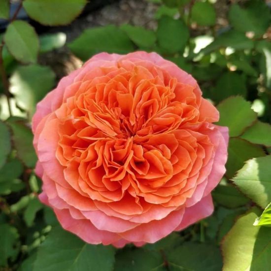 Роза эмильен гийо (42 фото)