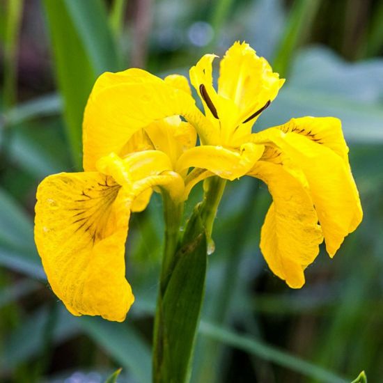 Желтый ирис цветок (34 фото)