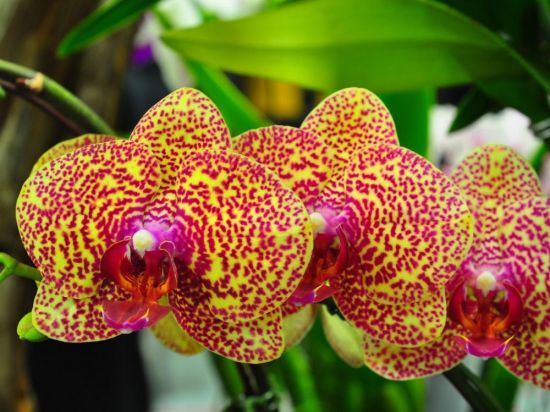Орхидея чармер (32 фото)