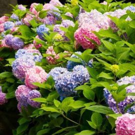 Цветы у гортензии крупнолистной (42 фото)