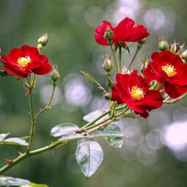 Шиповник цветы (38 фото)