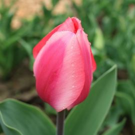 Тюльпан барре альта (42 фото)