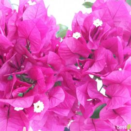 Бугенвиллия цветок (32 фото)