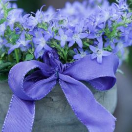 Синий колокольчик цветок (36 фото)