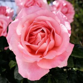 Роза нобилис (38 фото)