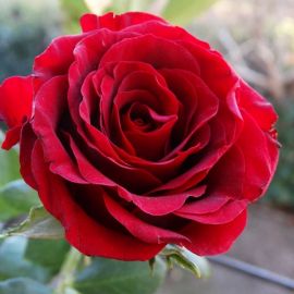 Роза леонидас (36 фото)