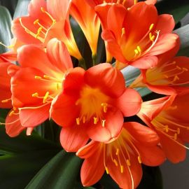 Кливия цветок (44 фото)