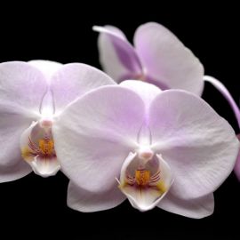 Мастерпис орхидея (31 фото)