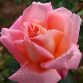 Роза помароса (35 фото)