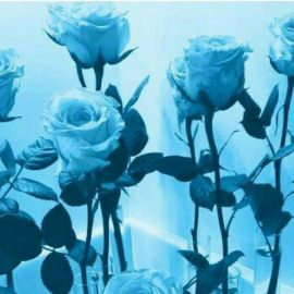 Голубые розы (43 фото)