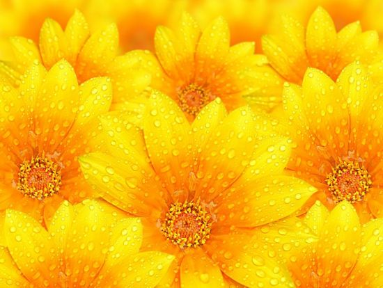 Желтые цветы (45 фото)