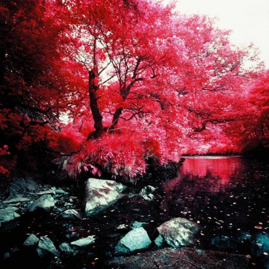 Красная сакура (32 фото)