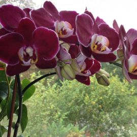 Орхидея монпелье (38 фото)
