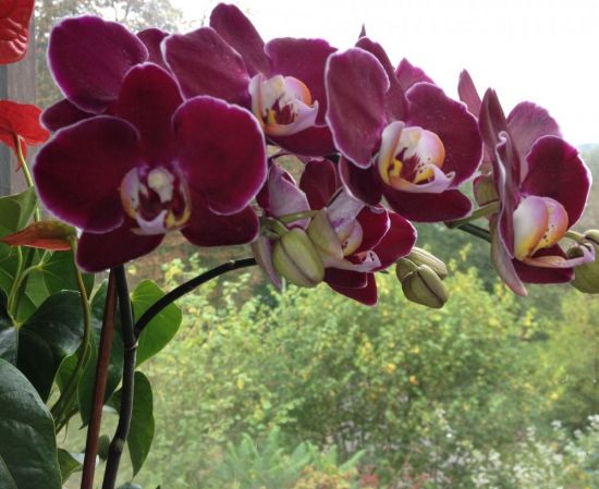 Орхидея монпелье (38 фото)