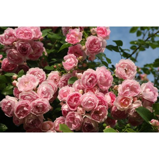 Роза плетистая жасмин (38 фото)