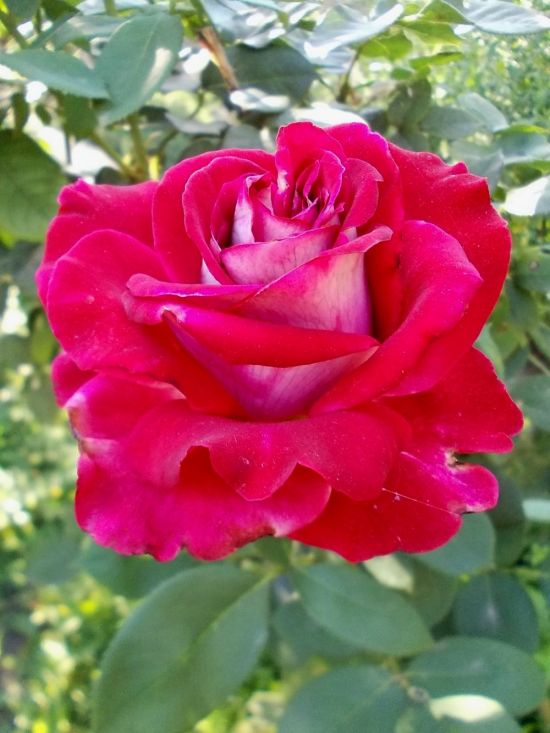 Роза люксор (37 фото)