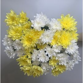 Желтые и белые хризантемы (38 фото)